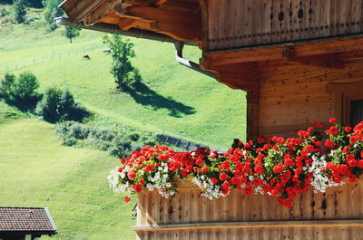 Flowering plants and trees in yard of house