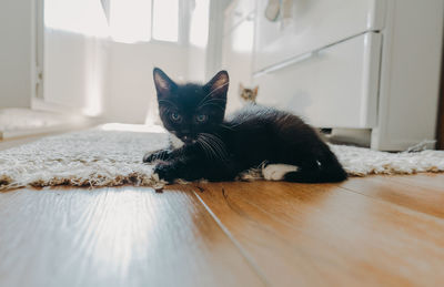 Portrait of cat relaxing on floor at home