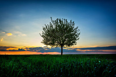 Tree in field against sky during sunset