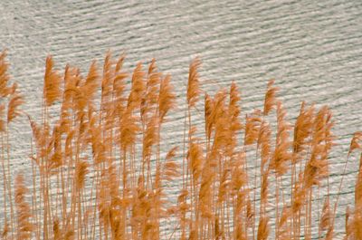 Close-up of fresh green leaf