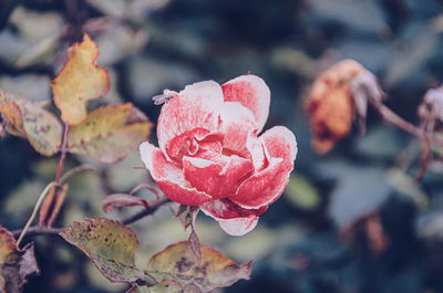 Close-up of pink rose