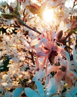 Close-up of cherry blossoms in spring