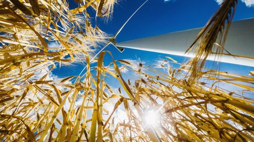 Low angle view of stalks against blue sky