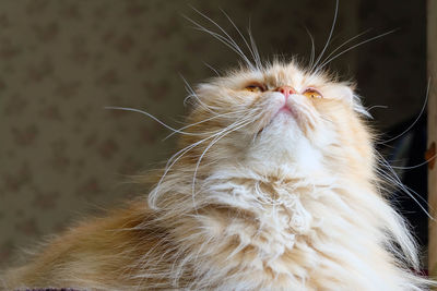 Close-up of a cat looking up