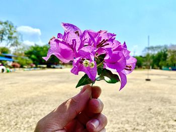 Close-up of hand holding pink rose flower