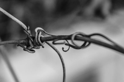 Close-up of barbed wire