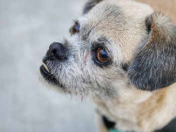 Close-up of a dog looking away