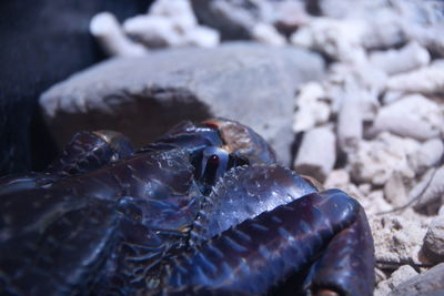 Close-up of crab on rock at beach