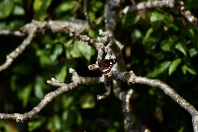 Close-up of dead plant on branch