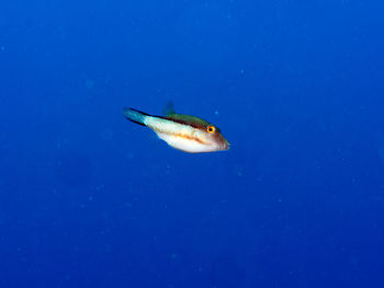 Close-up of fish swimming in sea