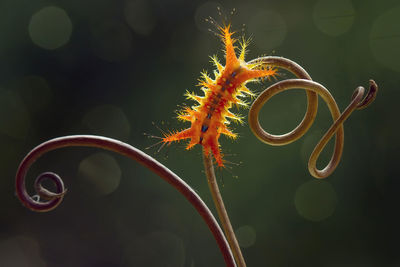 Orange caterpillars with unique feathers which are dangerous when exposed to the skin on leaf