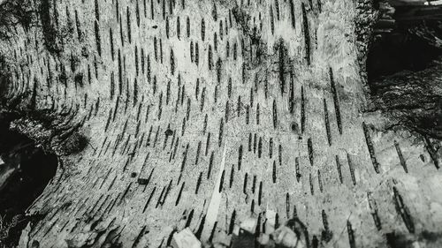 Full frame shot of tree against sky
