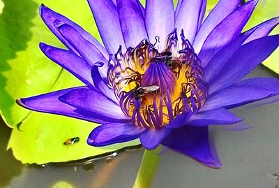 Close-up of bee on purple flower