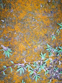 Close-up of yellow flowers on tree during autumn