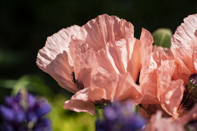 Close-up of pink rose flower