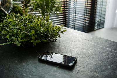 Close-up of potted plant on table