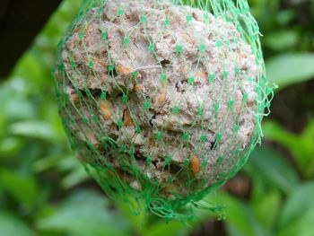 Close-up of food in net