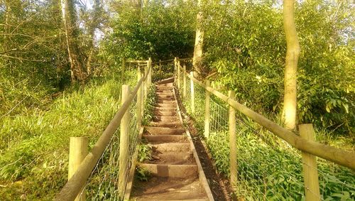 Footpath amidst trees in park