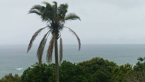 Palm trees by sea against sky