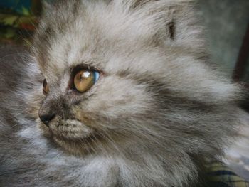 Close-up portrait of a cat