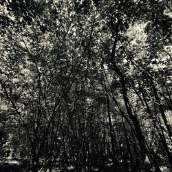 Low angle view of bamboo trees in forest