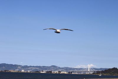 Bird flying over sea against clear blue sky