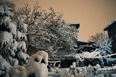 Bare trees in snow covered landscape