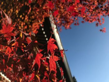 Low angle view of maple leaf on tree