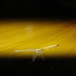 Close-up of insect on yellow flower