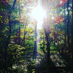 Low angle view of trees in forest