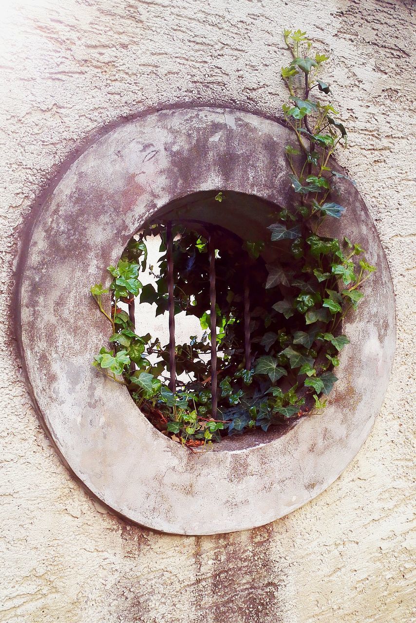 growth, plant, no people, potted plant, leaf, day, nature, indoors, water, architecture, close-up, freshness