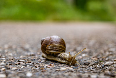 Close-up of snail on road