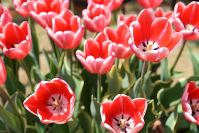 Close-up of red tulips in park