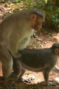 Monkey looking away on field