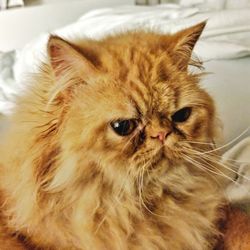 Close-up portrait of a cat