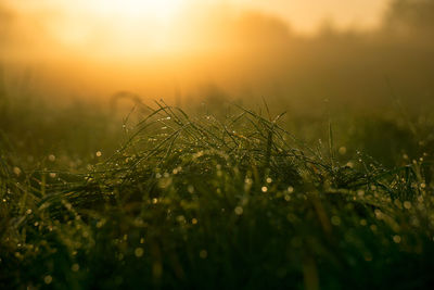 Close-up of wet plants on field during sunset