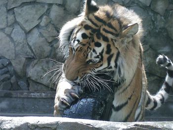Tiger resting in a zoo