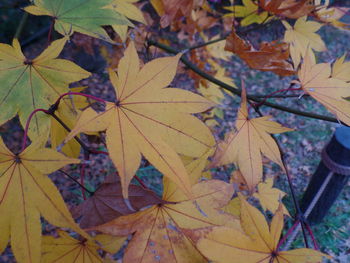 Close-up of maple leaves