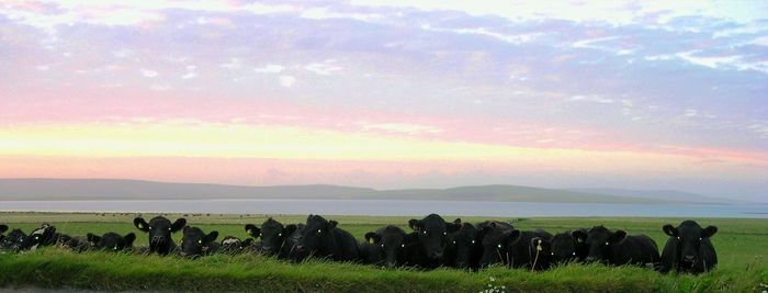Scenic view of landscape against cloudy sky