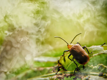 Close-up of insect on leaf
