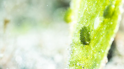 Close-up of wet ice on plant