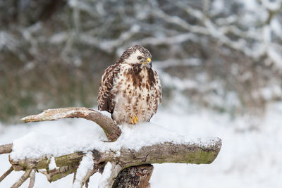 Buzzard sitting in forest clearing in deep snow