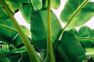 Low angle view of tree leaves