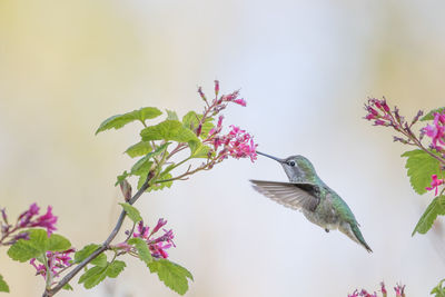 Close-up of bird flying by plant