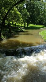 Scenic view of river amidst trees