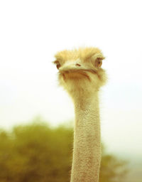 Close-up portrait of ostrich against sky