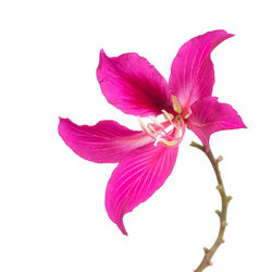 Close-up of pink flower against white background