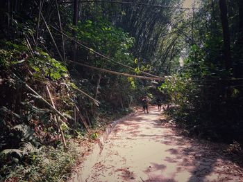 Close-up of plants growing in forest