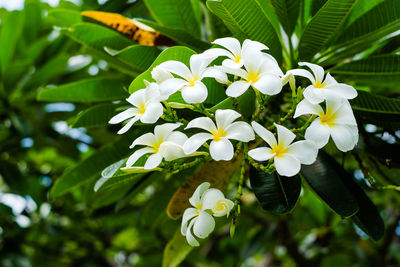 Close-up of white flowering plant