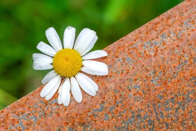 Close-up of white flowering plant